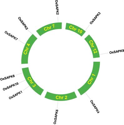 Identification and expression pattern analysis of the OsSnRK2 gene family in rice